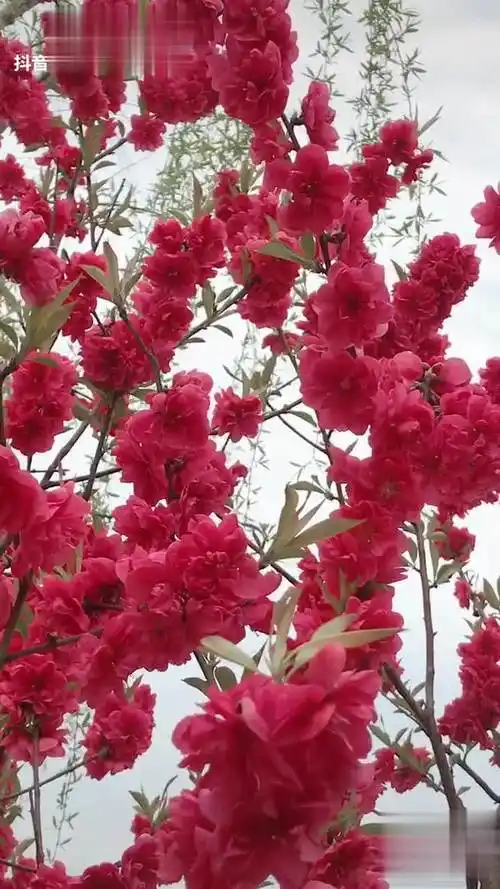 愿刷到这条抖音的朋友们今年都走桃花运,好运连连桃花朵朵开-音乐视频