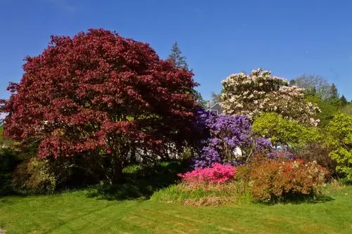 苏格兰公园草树木灌木attadale花园strathcarron大自然壁纸