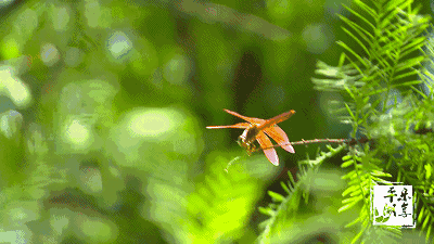 市区出现成群"红蜻蜓"飞舞景象