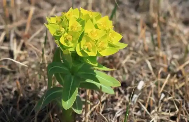 狼毒的功效与作用 - 药材功效 - 黔农网