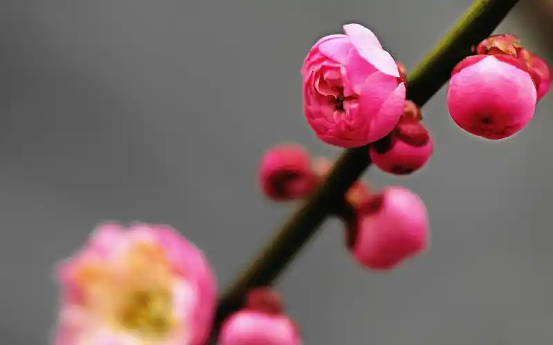 唯美意境,唯美,梅花,花朵,电脑壁纸,壁纸唯美的梅花
