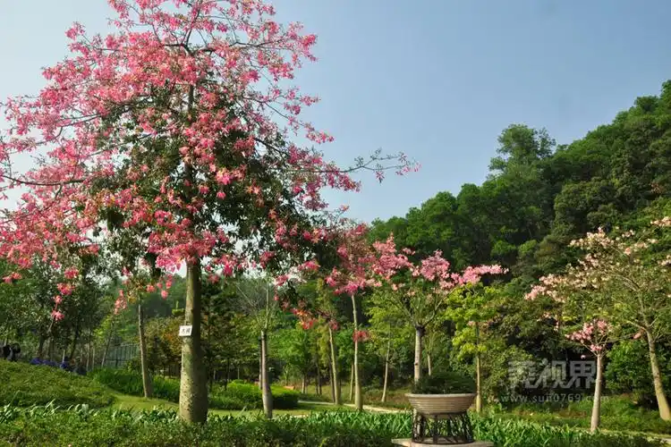 【莞视界】美丽东莞之花的海洋