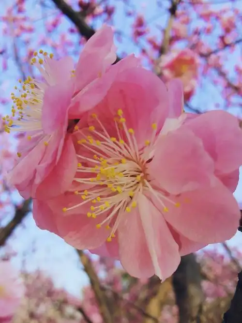 梅花称为中国十大名花之首,同时还是四君子之首.