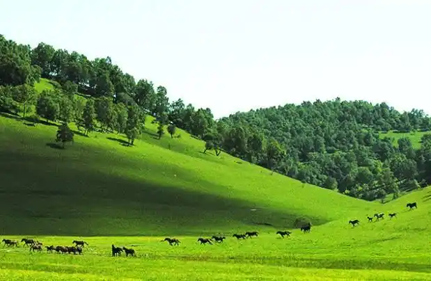 自驾小天山,露营高山草甸