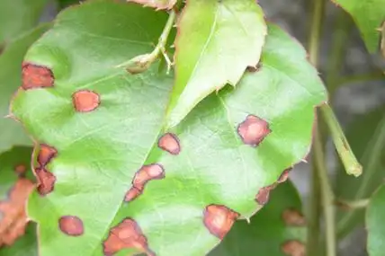 棣棠花的病害:褐斑病害