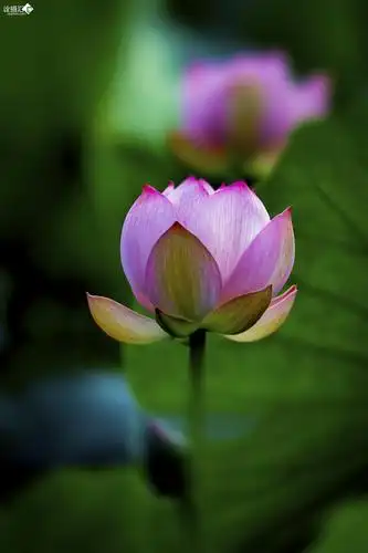 2796_4194竖版 竖屏