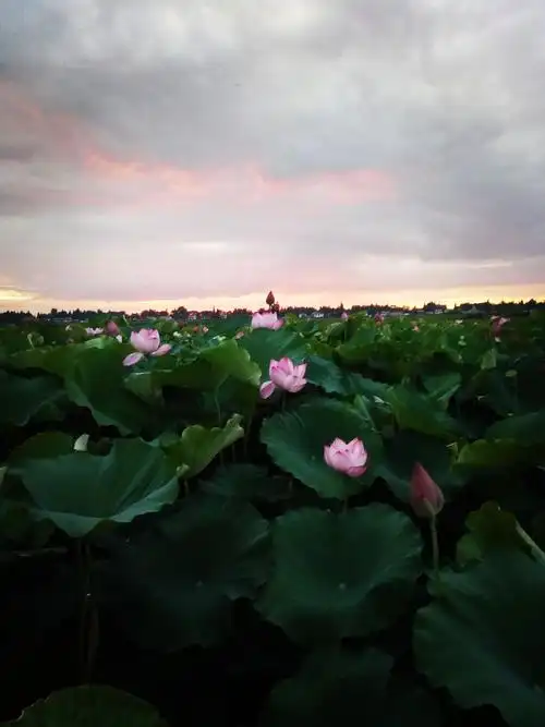 那粉似霞的荷花,真不知它是被天边的晚霞映红了脸,还是害羞?