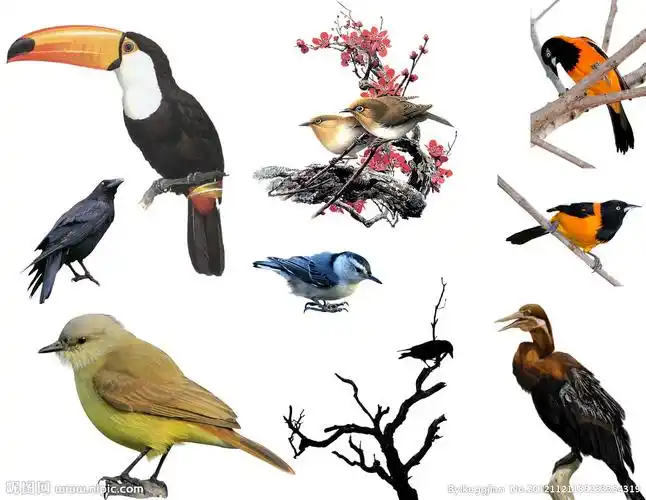 鸟类图片