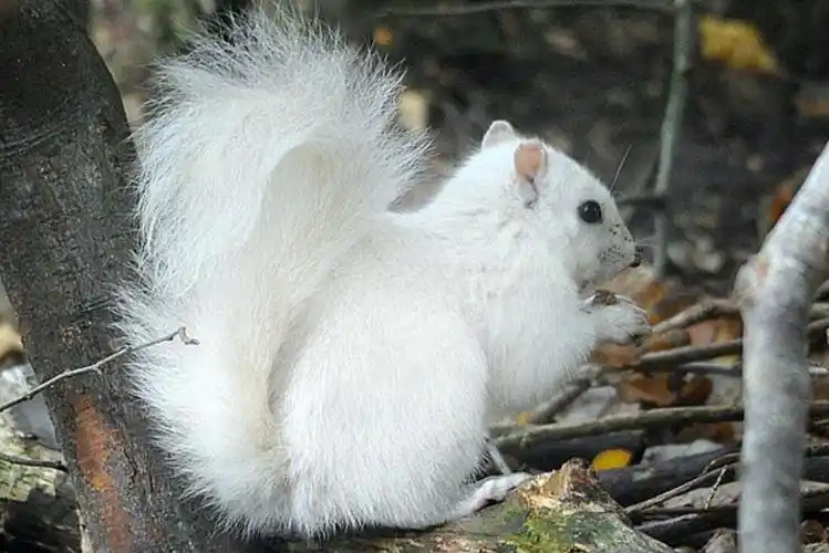 没有梅花东北引种仅此1只陕西发现罕见纯白色小梅花鹿