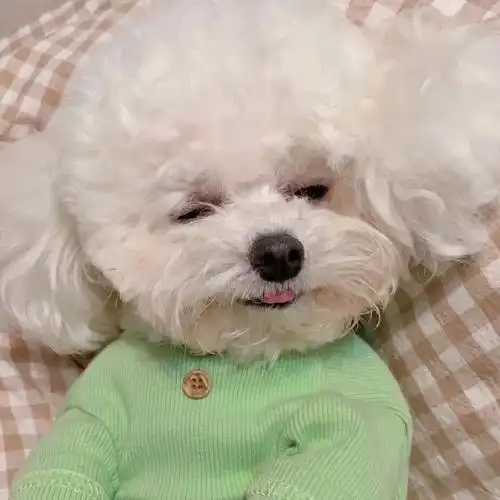 可爱治愈狗狗头像