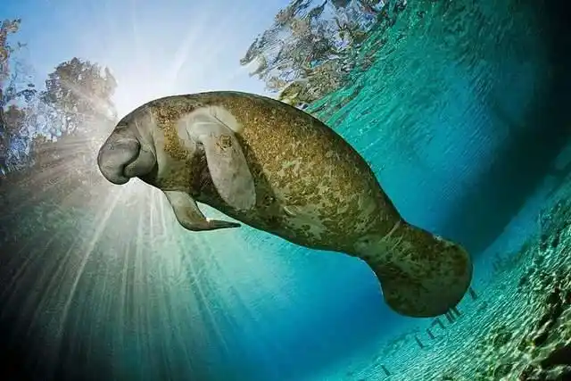 胖胖的海牛真的是美人鱼吗?为什么?