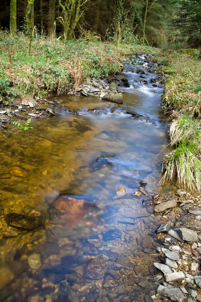 小河,在森林里,布列塔尼的一条河