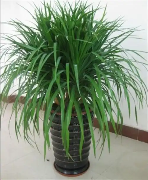 明月居家盆栽龙须树龙血树龙铁树室内客厅大型绿植