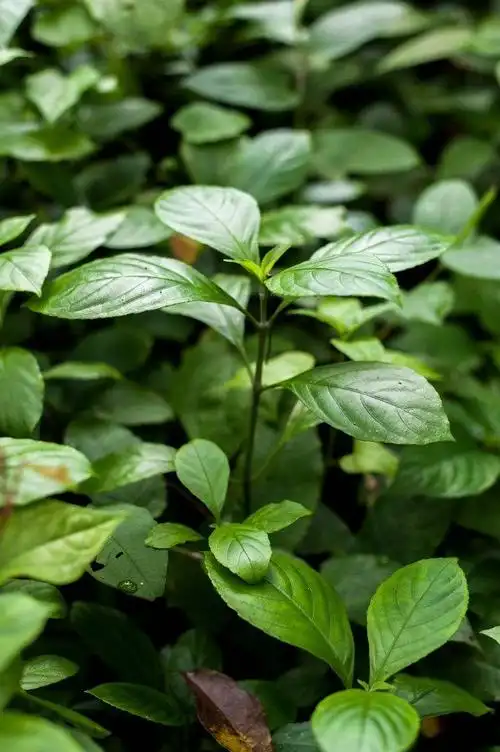 板蓝根手工扎染围巾