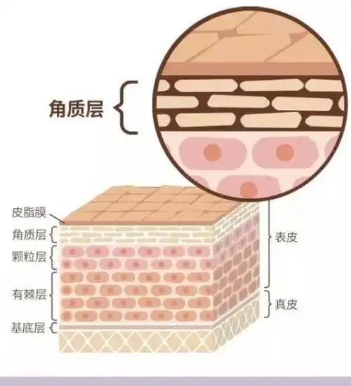 熬夜能增厚角质层吗?角质层变厚就能治敏感吗?