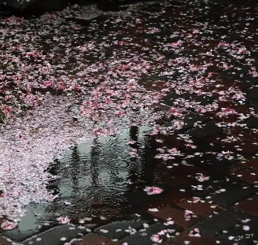 青岛雨中的落花