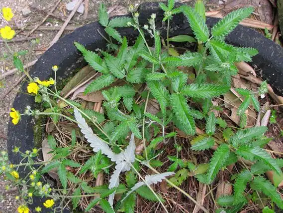 翻白草的功效与作用及副作用分别是什么呢