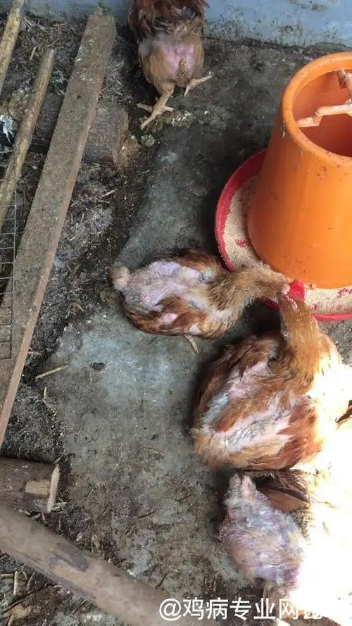 求问这些鸡掉毛是得了什么病