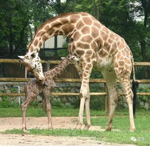 2006年,广州动物园在国内首次人工哺育成功长颈鹿