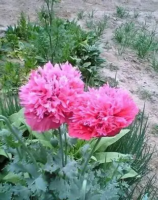 展开全部 你这就是芍药,我上一张重瓣罂粟(大烟花)的图给你看吧,叶子