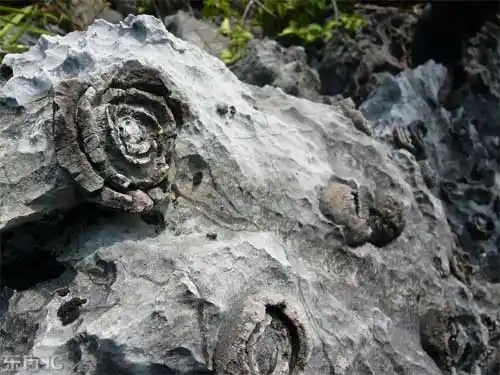 [转帖]广西都安山上石头开花 争奇斗艳栩栩如生