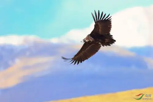 秃鹫高原雄鹰祝贺获每日精华