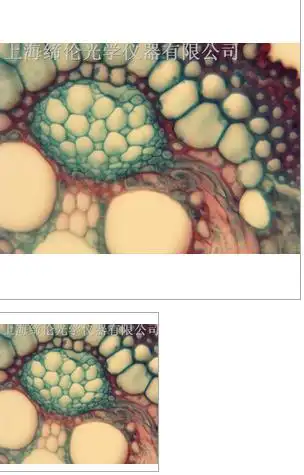 显微镜下的水稻叶图片