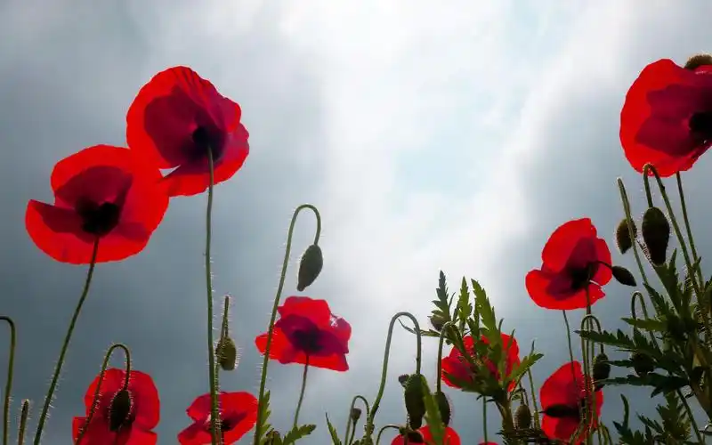 鲜艳唯美的罂粟花图片桌面壁纸