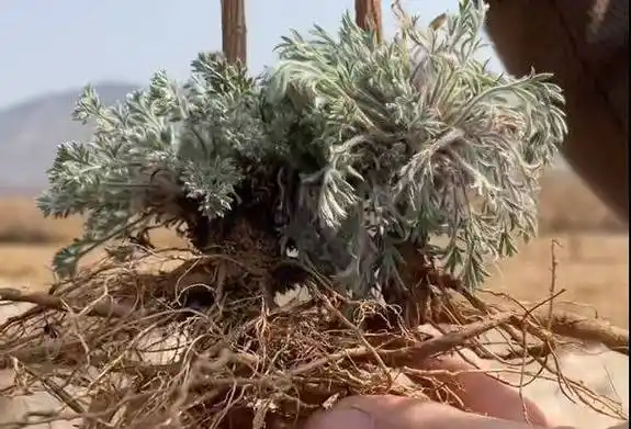 阳春三月吃茵陈丨每日话题_华佗_功效_原料