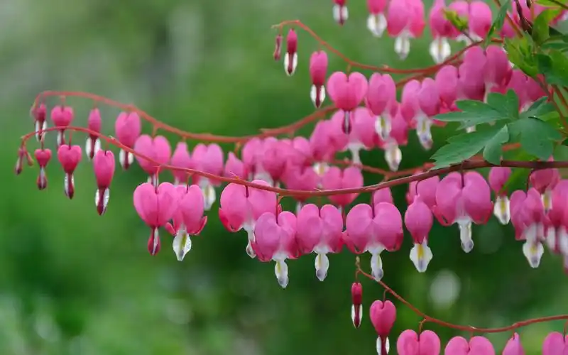 粉红色破碎的心花 壁纸