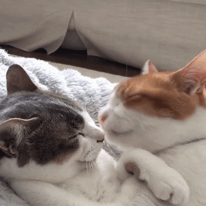 300_300gif 动态图 动图