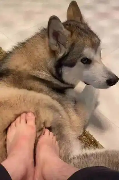 养一只垫脚二哈是种怎样的体验?狗子:我为这个家付出太多了!