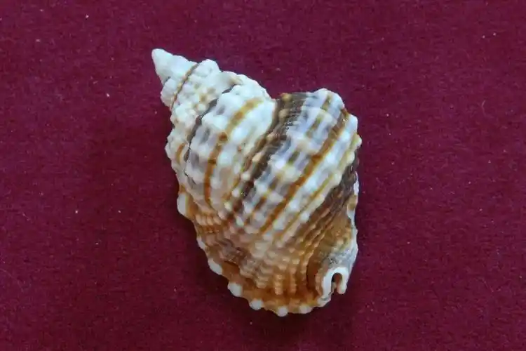 小贝壳大世界珍稀贝壳线上微展览