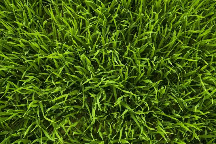 墨绿色草地图片