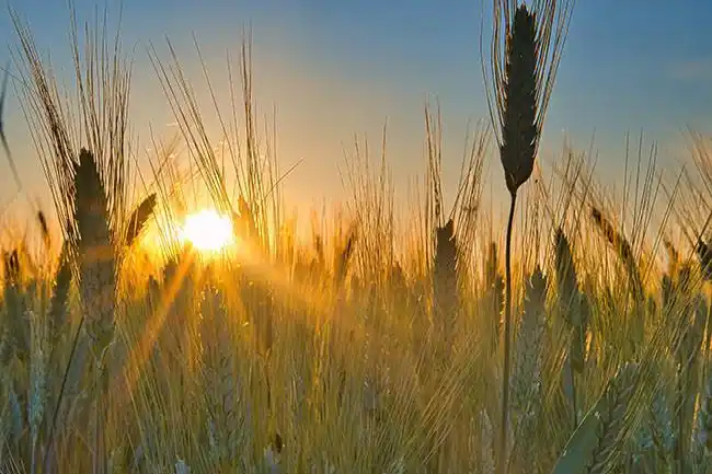 唯美麦田风景图片