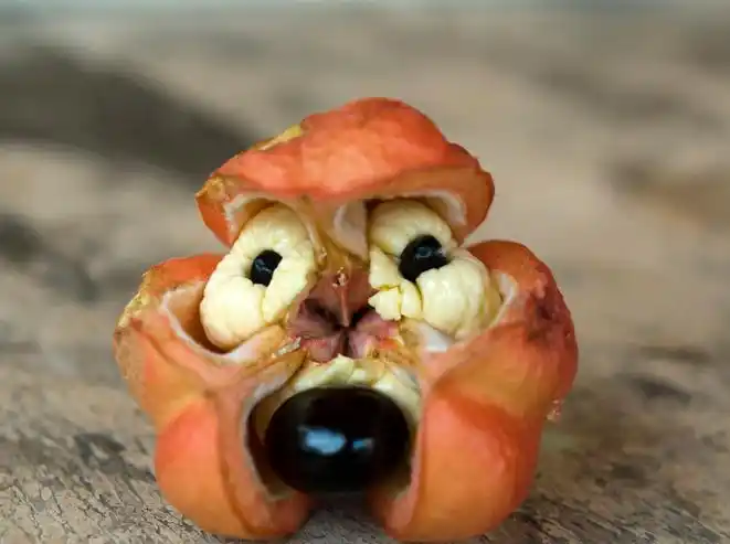 第三种,西非荔枝果,这种水果样子就非常奇葩,而且它的黑色的核是有毒