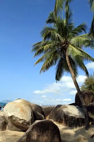 《mingri视野》～海南三亚椰子树掠影