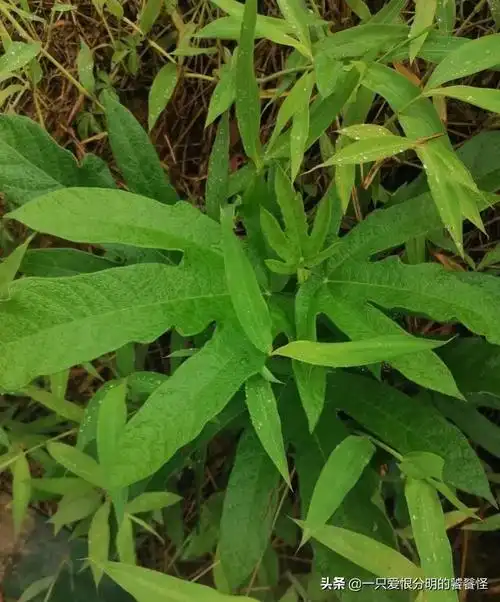 白毛桃根的功效与作用-我的快乐小窝