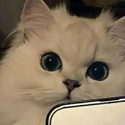 精选小猫咪可爱的宠物超级萌的头像