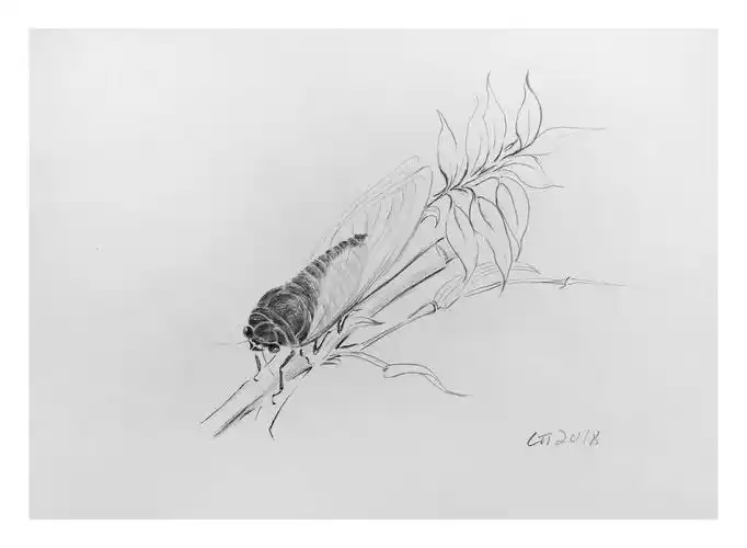 刘婷婷《蝉》素描