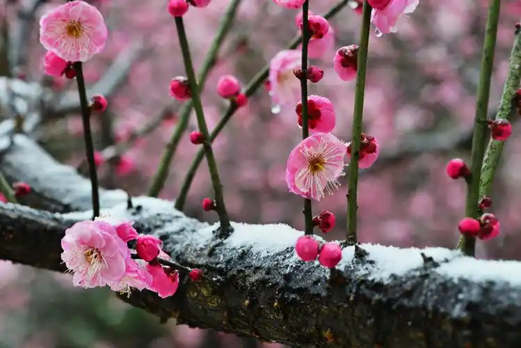 雪中梅竞相绽放 杨发勇摄