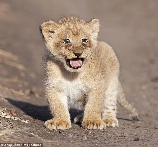 『野生动物摄影』激怒老爸的小狮子