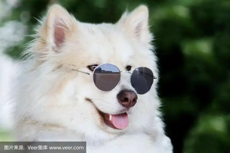 狗戴着墨镜