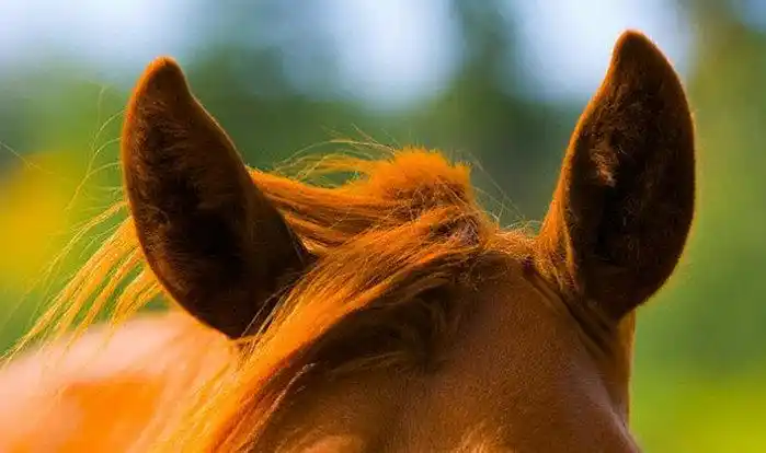 《科学小知识》「看」耳朵我就知道你在想什麼 马竟然是这样说话的