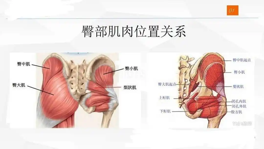 臀大肌和臀中肌是一对夫妻,他们有五个孩子:大哥梨状肌,大姐股方肌
