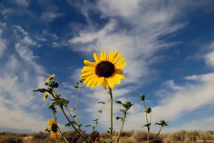 心情美好简短文案(心情好的句子唯美短句)_生命_内心_故事