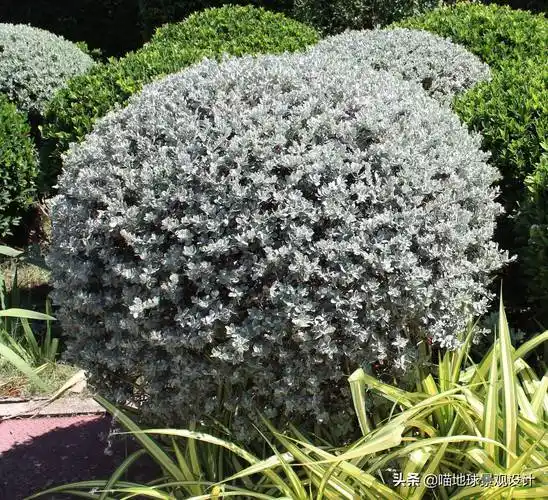 常见灌木35种常见的球类灌木植物