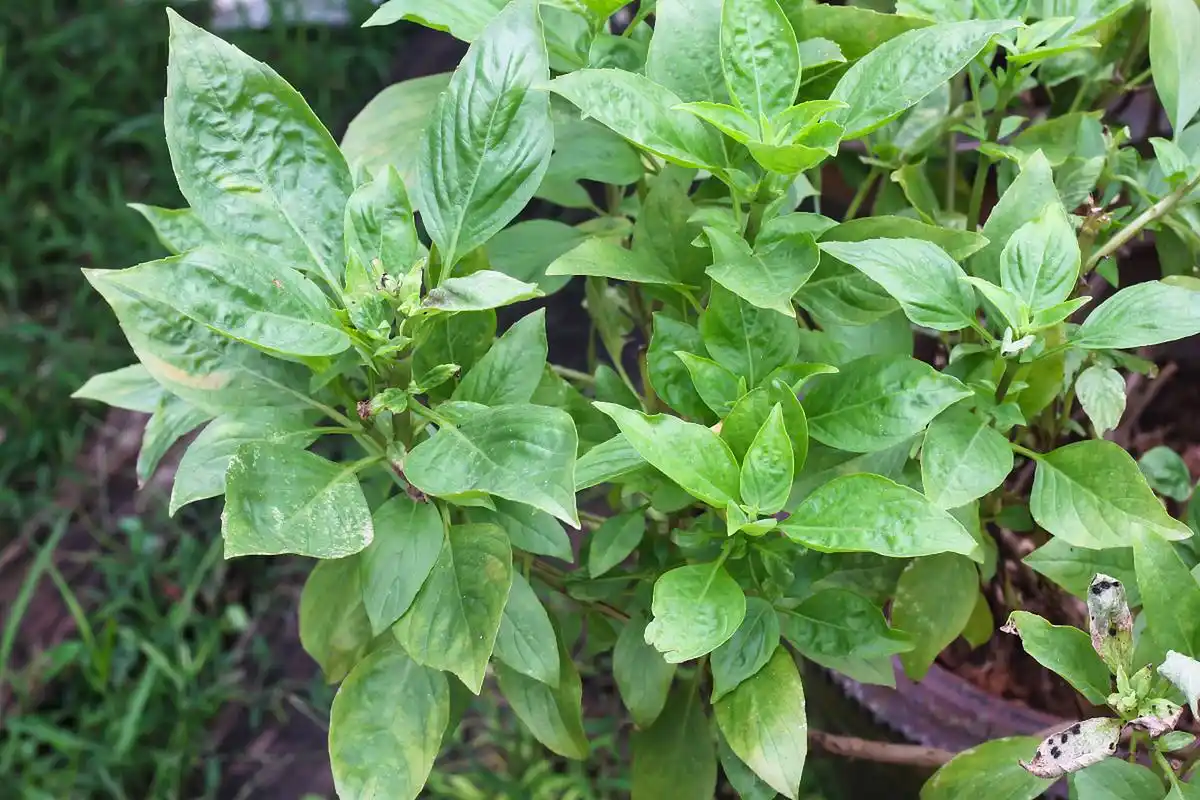 板蓝根菜具有清热解毒,凉血利咽等功效,可新鲜食用或晒干后炖汤,炒菜