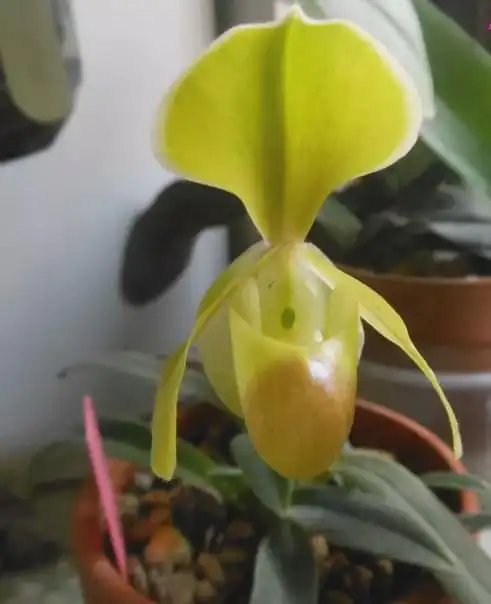 国家Ⅰ级濒危物种海伦兜兰和巧花兜兰的鉴赏辨识与保护现状