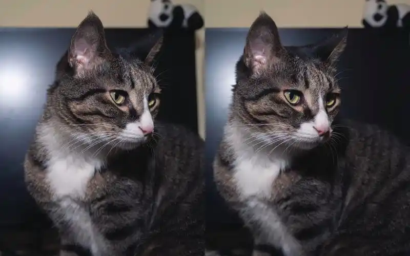 【平行眼/裸眼3d】没有妹子拍只好拍猫拍树了